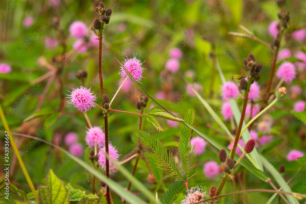 Mimosa pudica / Mimosa pigra in Fabaceae family on blurred green background. Beautiful pink flowers growing on a summer meadow. Mimosa pudica / Mimosa pigra in Fabaceae family on blurred green background. Beautiful pink flowers growing on a summer meadow.
