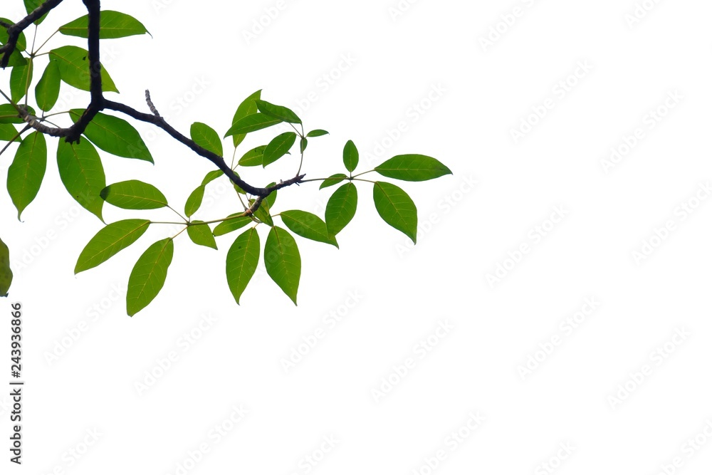 Tropical tree leaves with branches on white isolated background for green foliage backdrop 