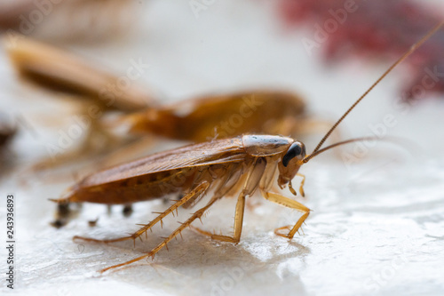 Cockroaches close up © dmitriydanilov62