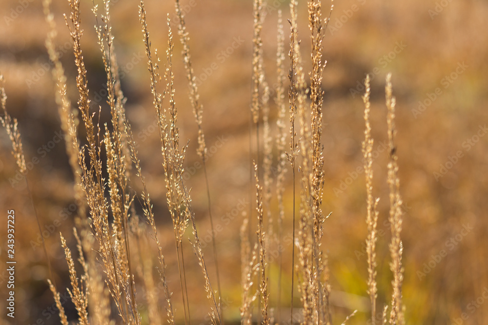Fototapeta premium Close up yellow autumn grass on a field with soft sun light. Blurred background. Nature background.