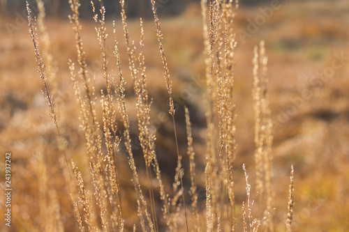 Close up yellow autumn grass on a field with soft sun light. Blurred background. Nature background.