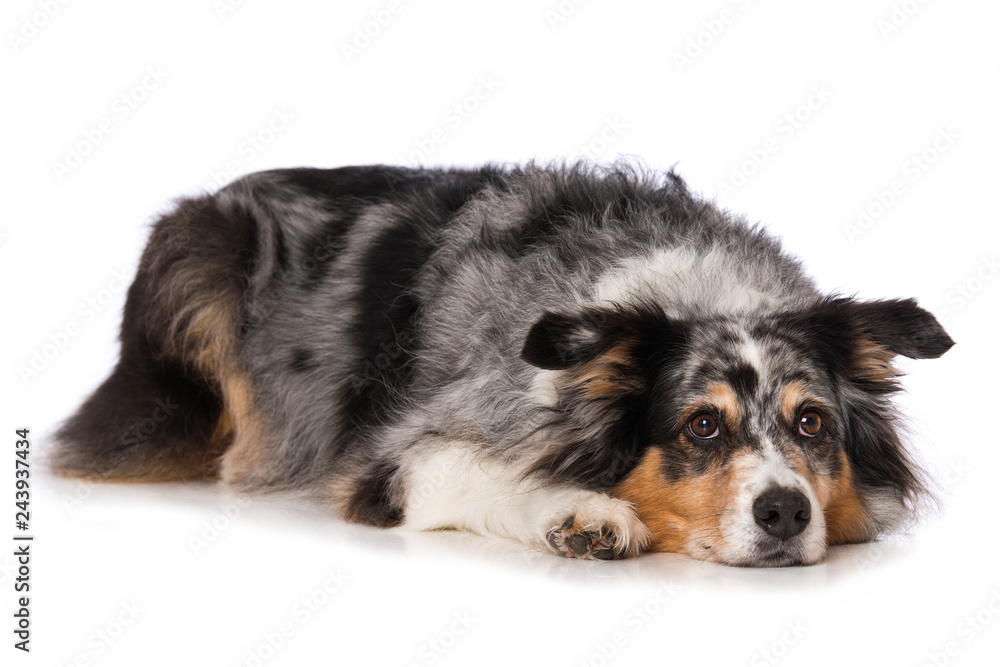 Tired australian shepherd dog lying on white background