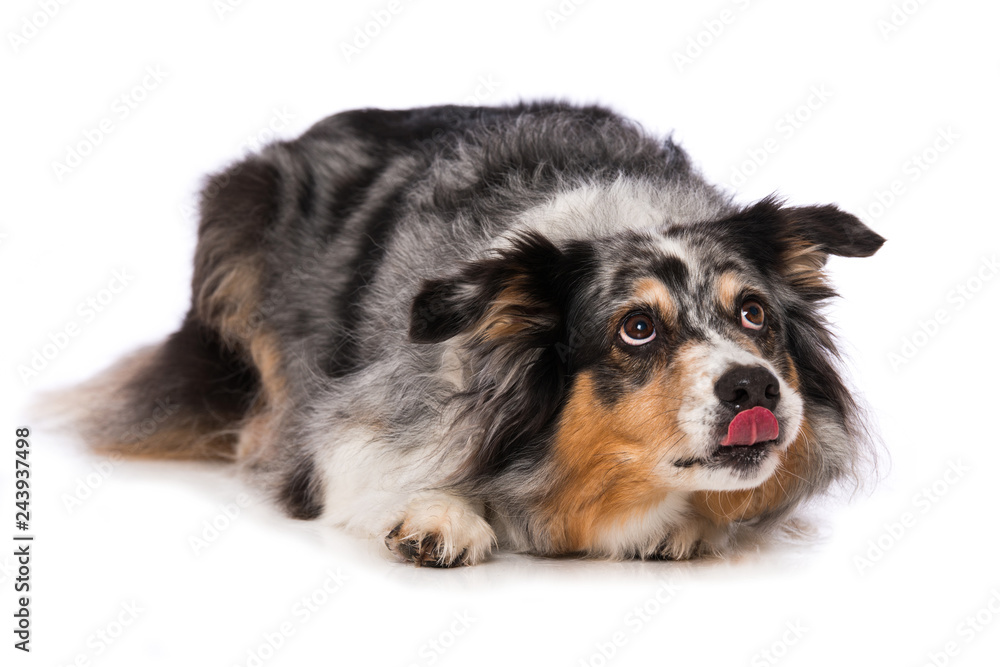 Australian shepherd dog lying on white background