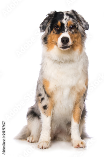 Fototapeta Naklejka Na Ścianę i Meble -  Australian shepherd dog sitting on white background