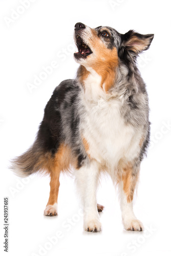 Fototapeta Naklejka Na Ścianę i Meble -  Australian shepherd dog standing on white background and barks
