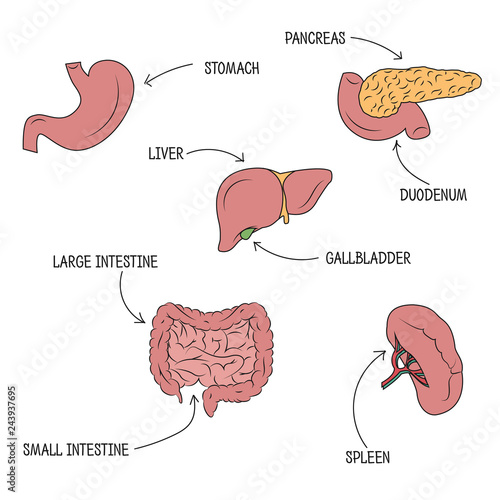 Vector illustration of human digestive system. Vector drawing of stomach, liver, pancreas, intestine, duodenum, spleen and gallbladder with organs' names