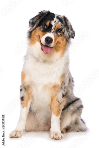 Fototapeta Australian shepherd dog sitting on white background