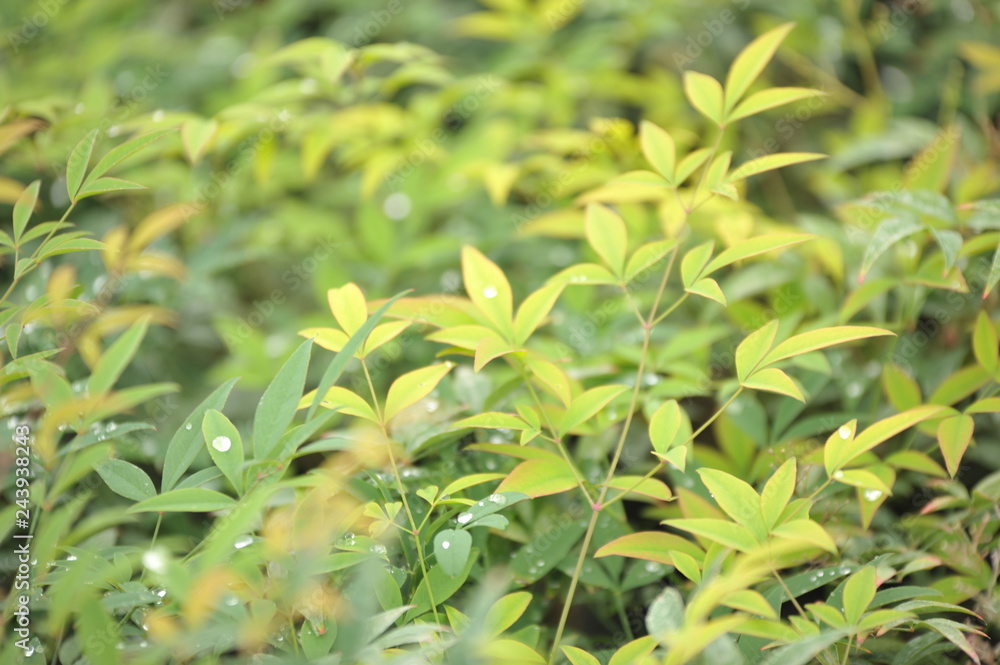 Nandina domestica Nandina domestica