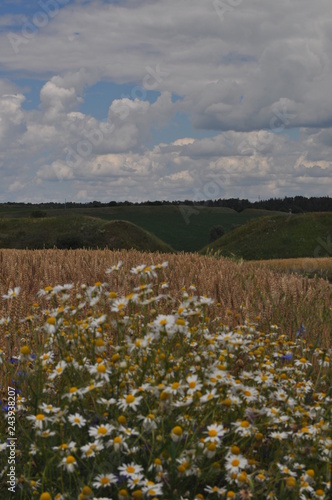 field of wild flowers