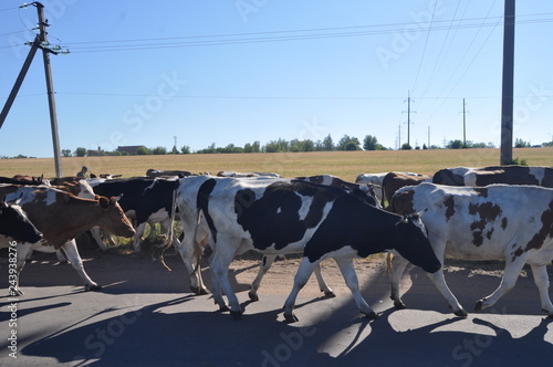 cows on farm