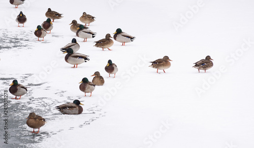 Wildlife in winter. Ducks on ice near river in cold sullen weather