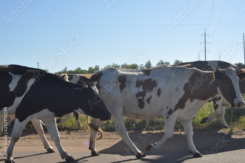 cow on farm