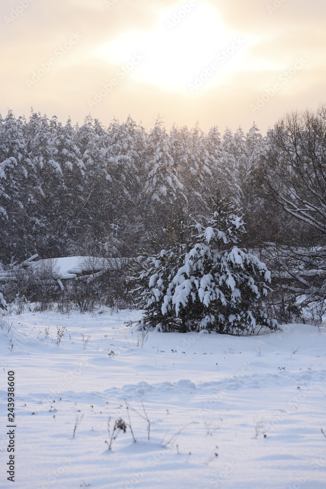 Severe winter landscape. Big trees in deep snow in cold sunset Severe winter landscape. Big trees in deep snow in cold sunset