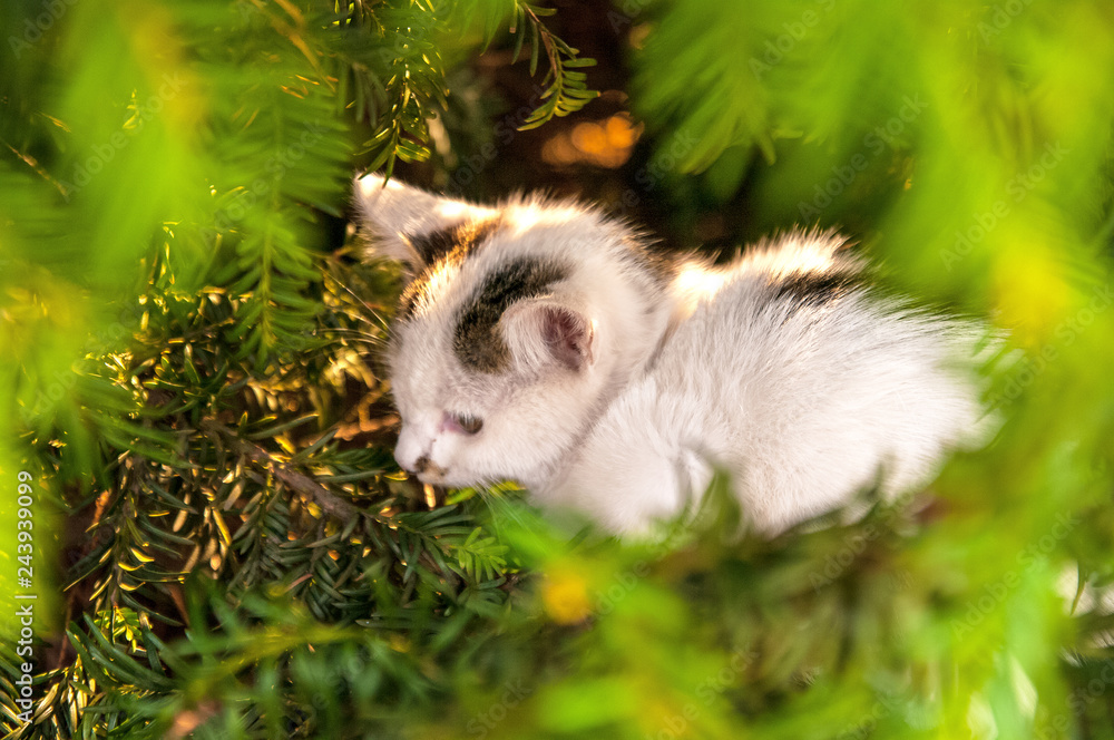 Obraz premium Beautiful kittens sitting on the tree, lush soft toys on a sunny day.