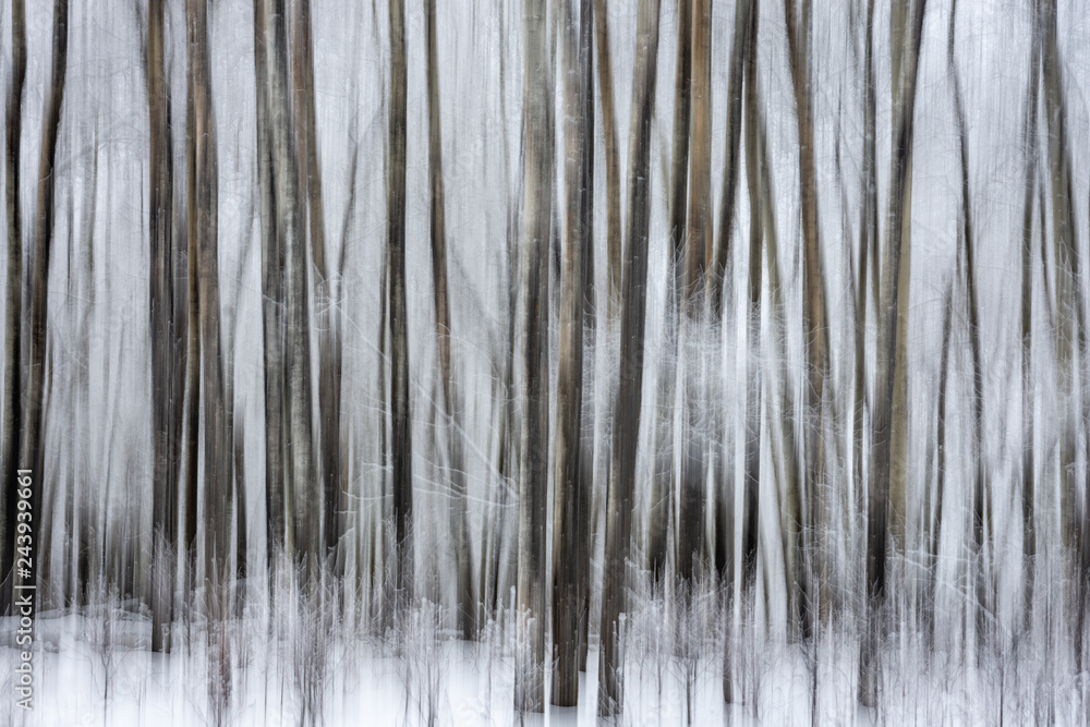 Abstract Art - Spooky Trees in Motion