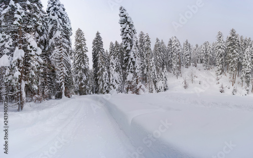 Panoramic view of winter landscape with snow covered trees near Seefeld in the Austrian state of Tyrol. Winter in Austria