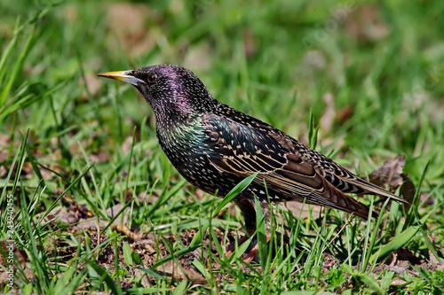 bird on the grass