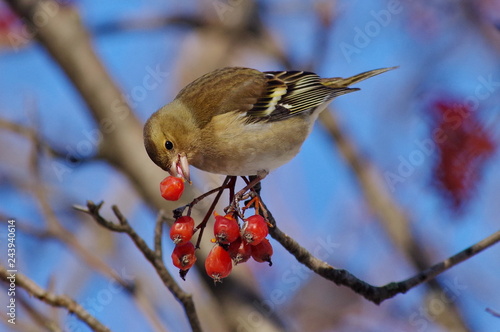 bird on branch