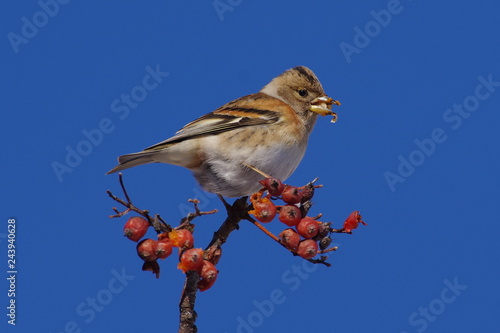 bird on a branch
