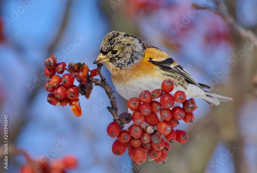 bird