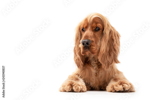 Cocker Spaniel Photoshoot Isolated on White Background © Life in Pixels