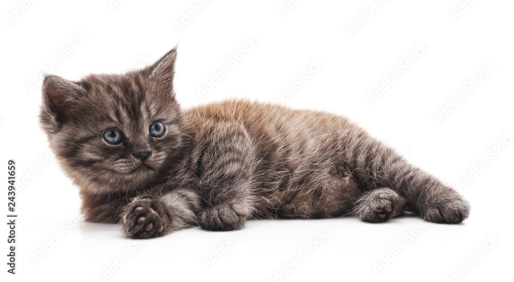 Obraz premium One striped kitten.