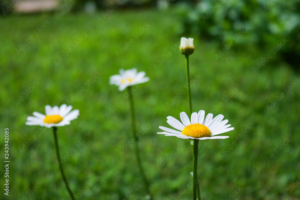 daisies in green grass daisies in green grass