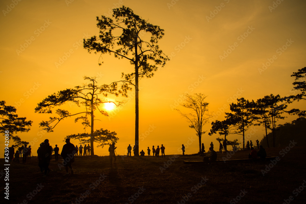 silhouette pine tree sunset mountain dramatic sky orange / phu kradueng national park
