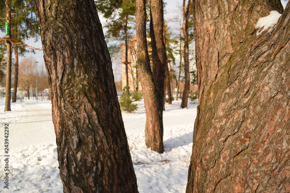 Obraz premium View through a tree on a pine tree in winter Park.