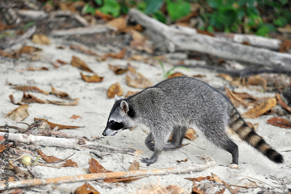Raccoon walks through the woods and is looking for food. Raccoon walks through the woods and is looking for food.