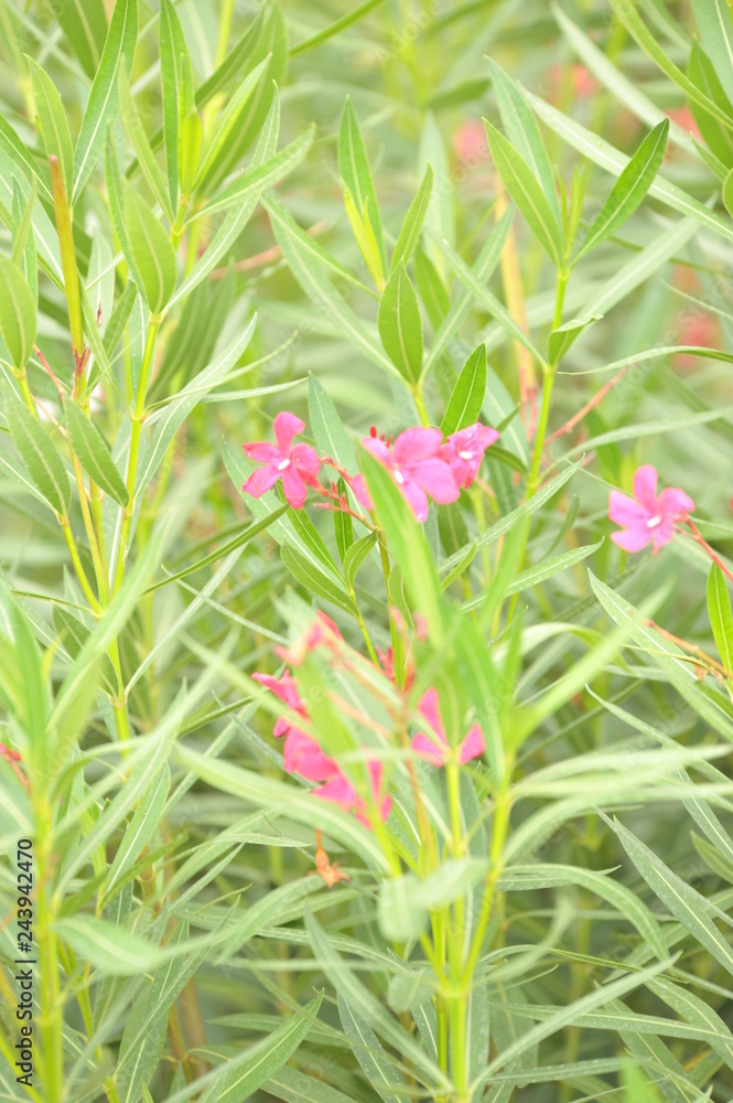 Nerium oleander Laurier rose Nerium oleander Laurier rose