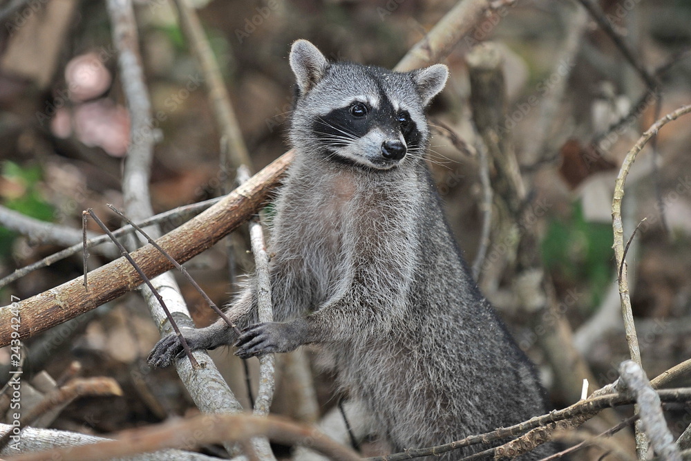 Raccoon walks through the woods and is looking for food. Raccoon walks through the woods and is looking for food.