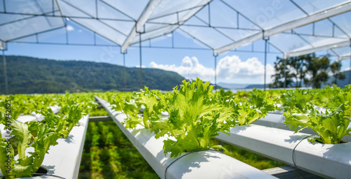 Принти на полотні vegetable hydroponic system / young and fresh vegetable Frillice Iceberg salad g