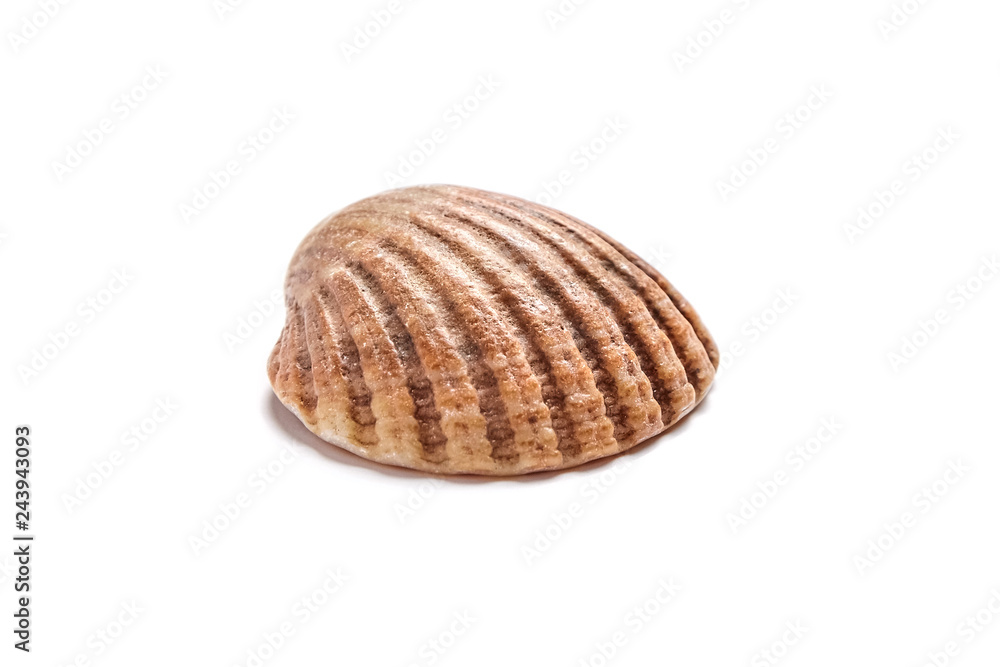 Ribbed scallop shell isolated on white background