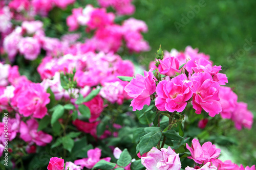 Fuchsia and pink roses in full bloom