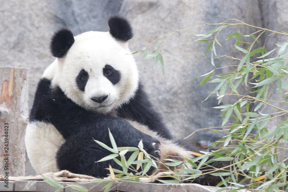 Fototapeta premium Curious Giant Panda , China