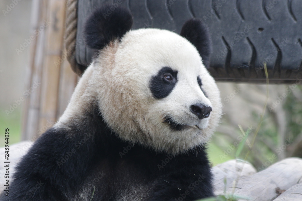 Close Up Panda's Face, China