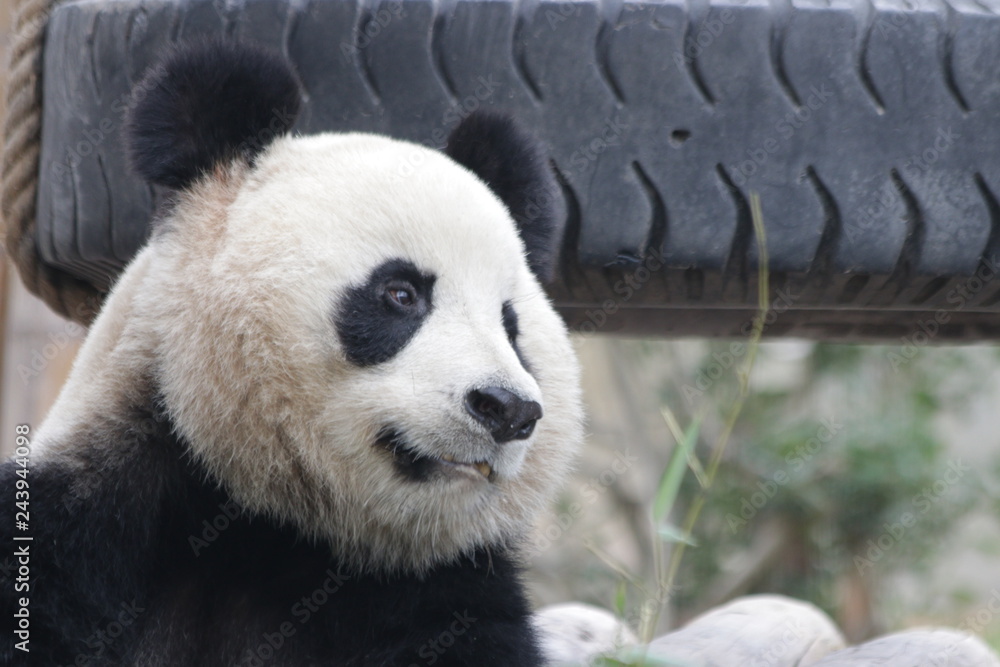 Fototapeta premium Close Up Panda's Face, China