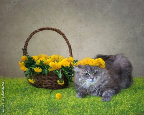 Spring floral still life  with pretty gray kitty photo