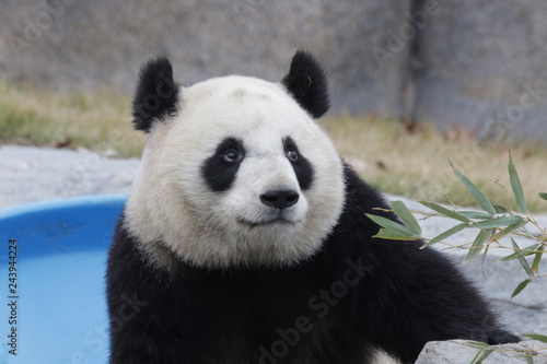 Funny  Smile from a Panda Cub  China