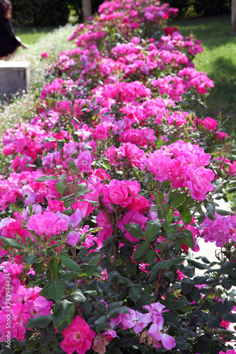 Fuchsia and pink roses in full bloom