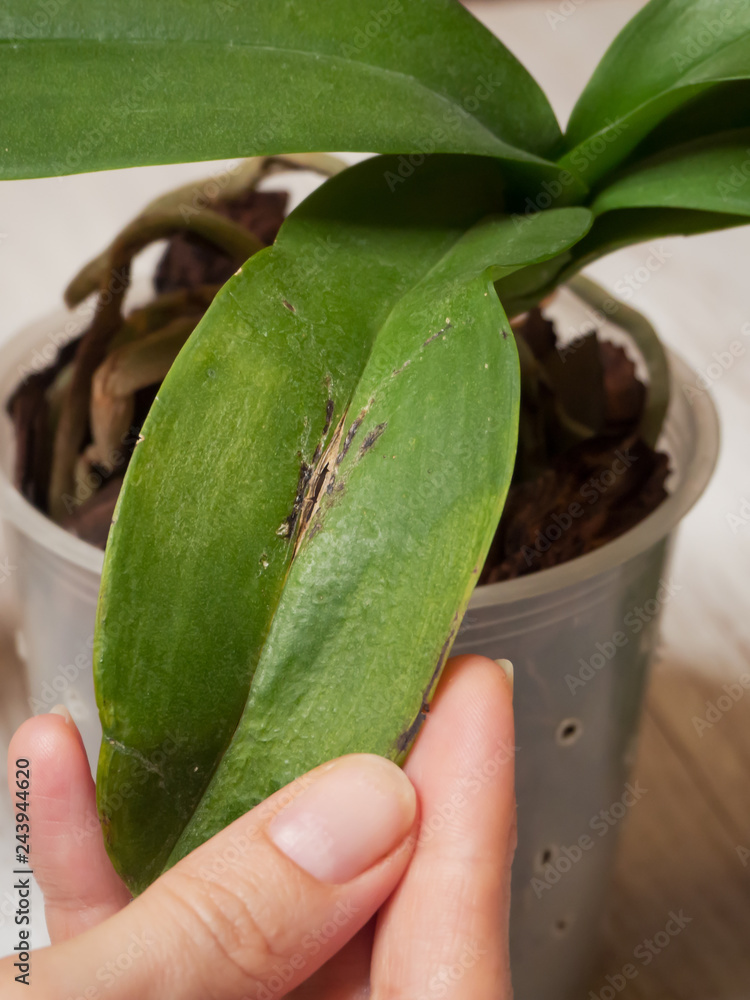 Disease on the leaf of an orchid. Sunburn on an orchid leaf. Stock Photo Adobe Stock
