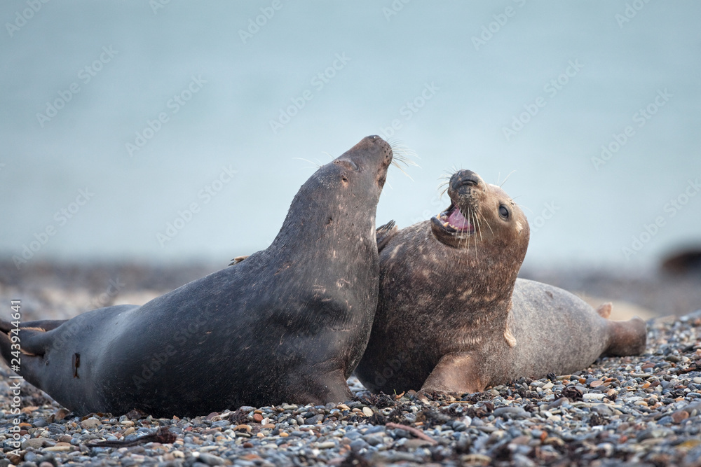 Fototapeta premium grey seal, halichoerus grypus, Helgoland