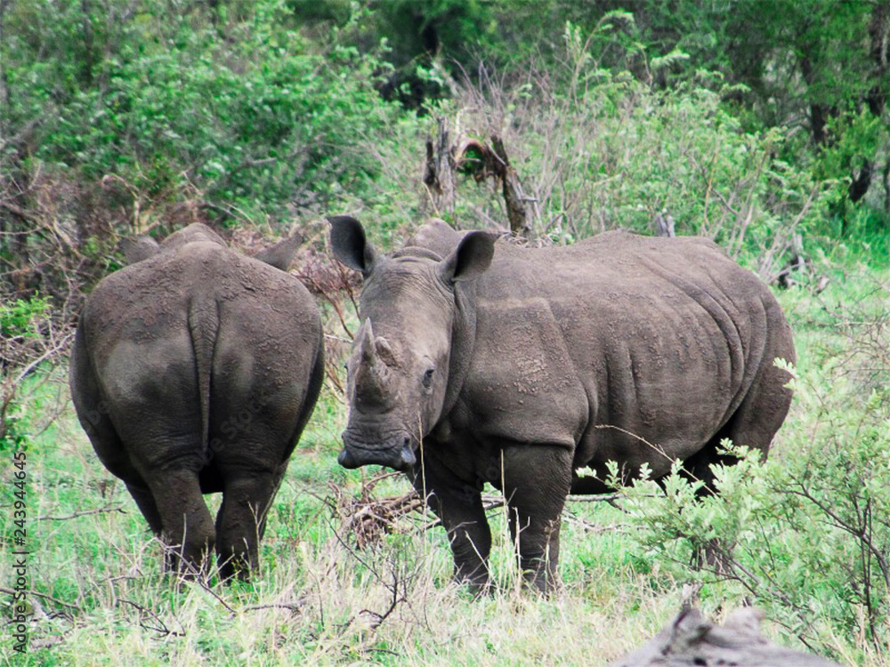 Fototapeta premium Rhinos
