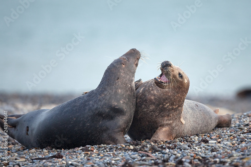 grey seal  halichoerus grypus  Helgoland