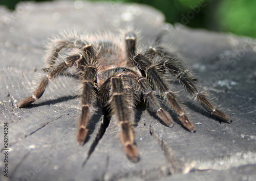 Spider tarantula on a white background