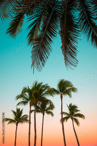 Brightly colored tropical background of palm tree silhouettes against sunset sky gradations © lazyllama