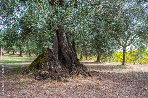 Olive tree - ancient, full of fruit, ready for harvest. This one is located in the Italy Umbria countryside