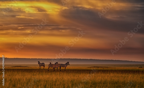 Zebragruppe in weiter Savannenlandschaft im Abendlicht © Martina Schikore