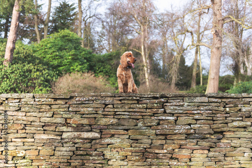 Cocker Spaniel Walk in the English Countryside 